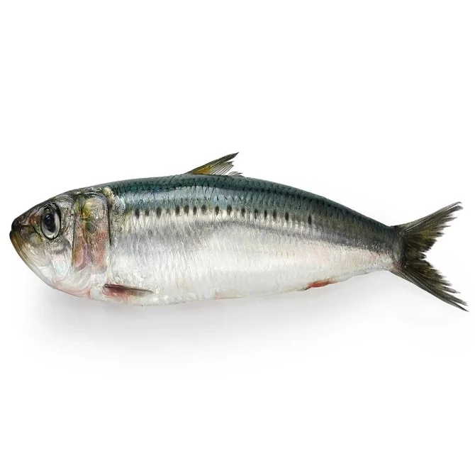 Spanish Pilchard Sardine Fish Available in Bulk / Spanish Sardin Fish 10kg Packaging