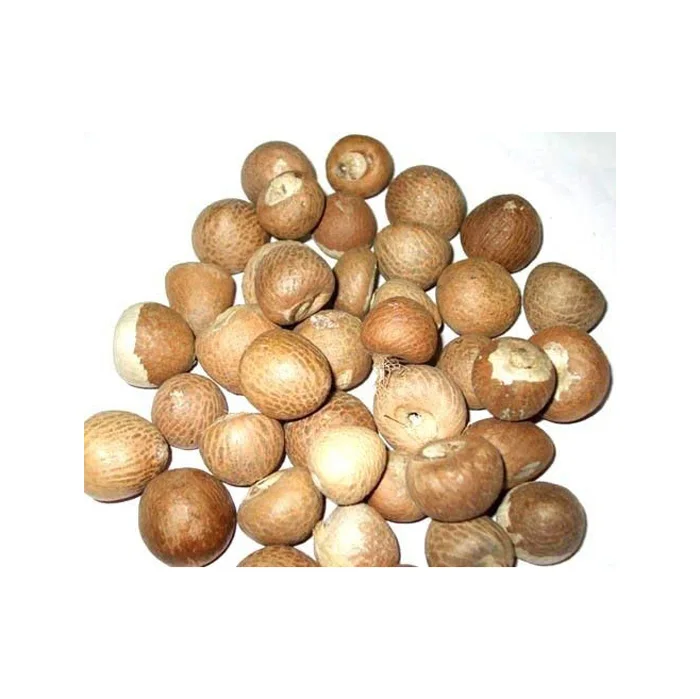 Betel Nut Dried Supari in Hot Sale With High Quality Newly Crop in Ready For Export