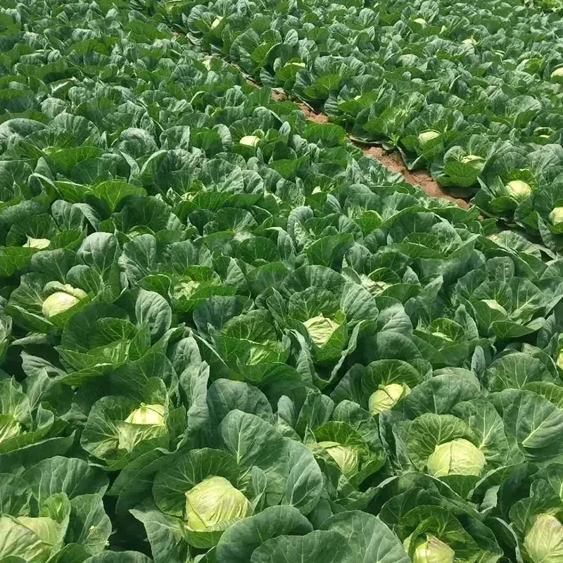 Thailand 100% High Quality Organic Cabbage Fresh with Customized Logo and Packing ~ Fresh Vegetables Export Standard