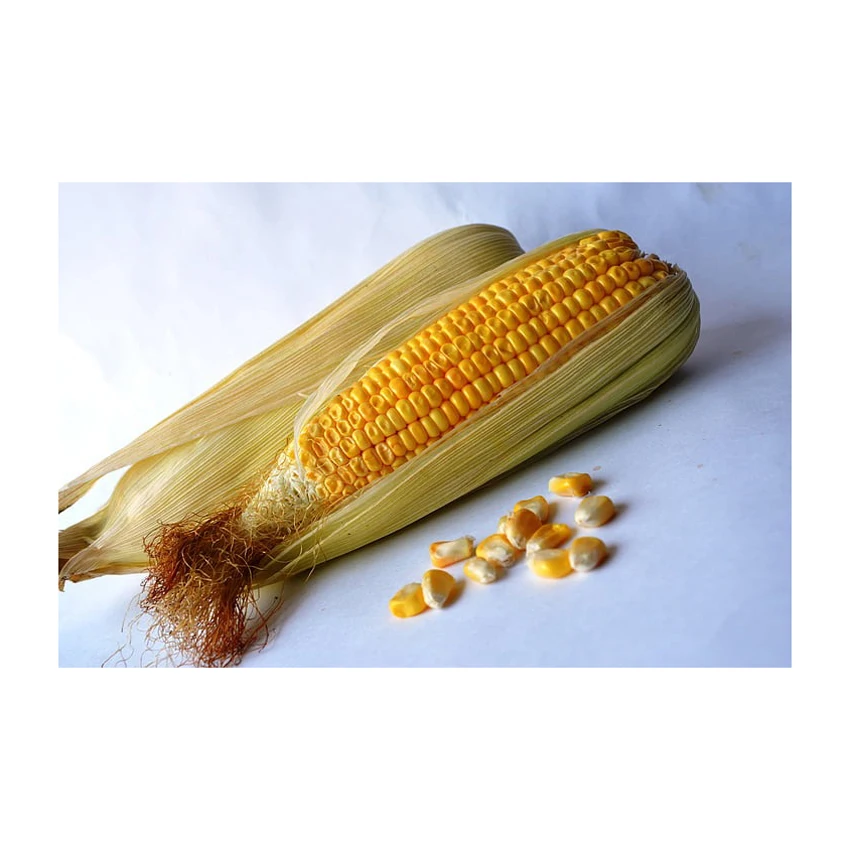 Fresh Organic Yellow Corn Maize Top Quality Raw Sweet Corn Seed Bulk in 50 kg Packaging bags