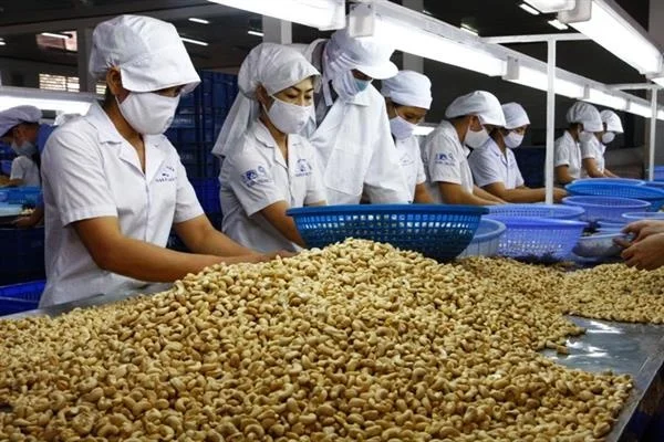 10KGS BAG OF CASHEW NUT WW180, 210, 240 320, 450 / Premium Cashew For EU & US markets