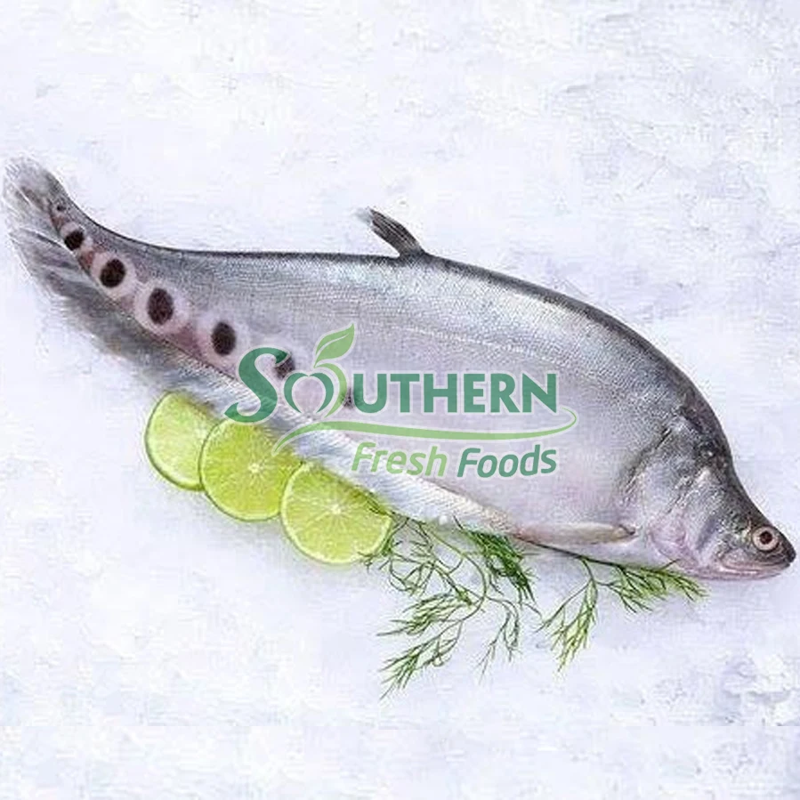 WR Farm Raised SFF Package price wholesale river type safety sea food fish Frozen Featherback Fish from Vietnam