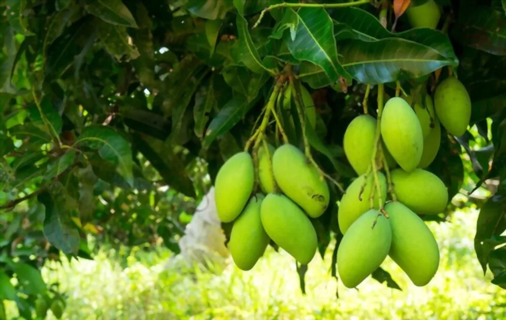 Wholesale 100% Natural Fresh Organic Mango From Vietnam Ready to Export Premium Grade of Fresh Mango Sweet Taste