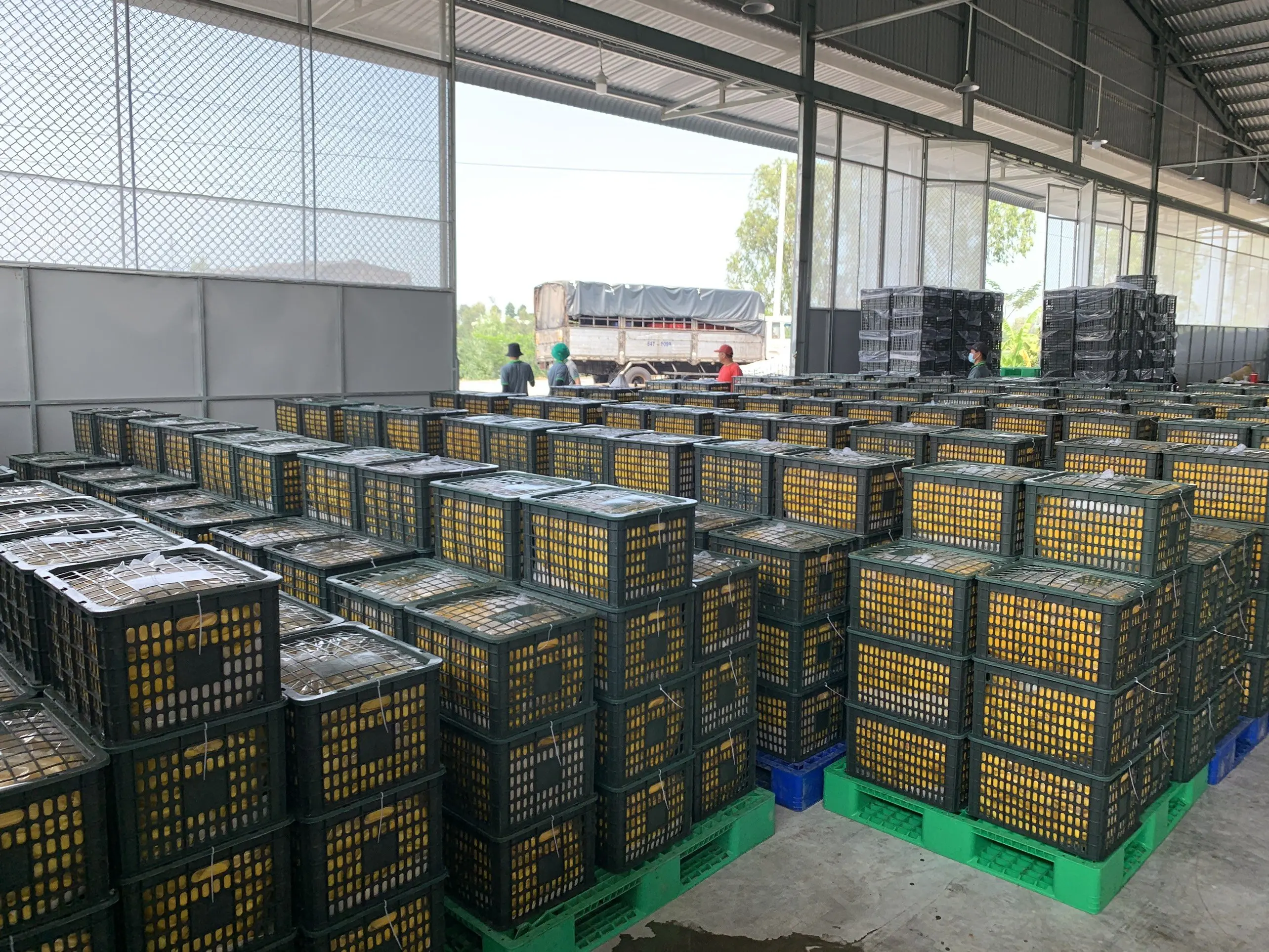 High Quality Natural Mango Dried Soft Mango Sliced Vietnam Origin Mangodried / 1Kg Bag / Dried Fruits