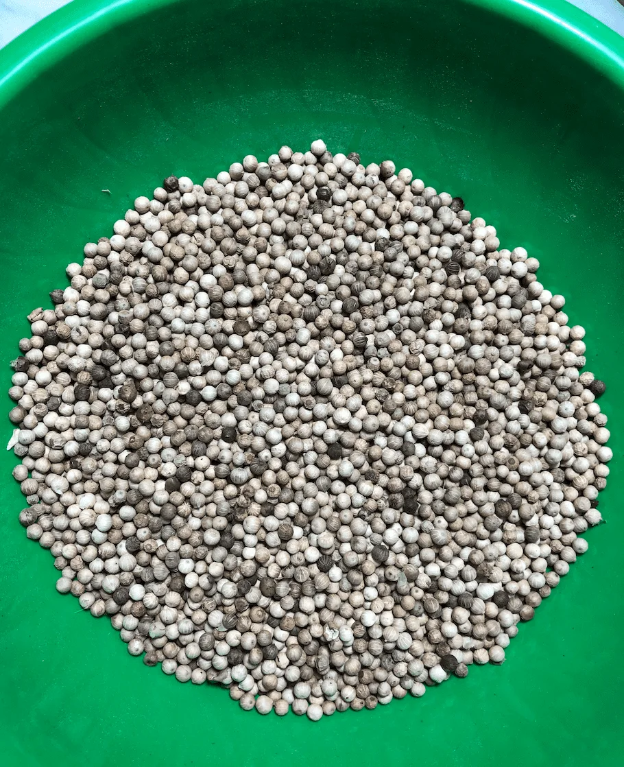 Best Quality Malonan White Pepper and Black Pepper High Peperin Index Bulk Style Packing Plastic 50Kg From Indonesia