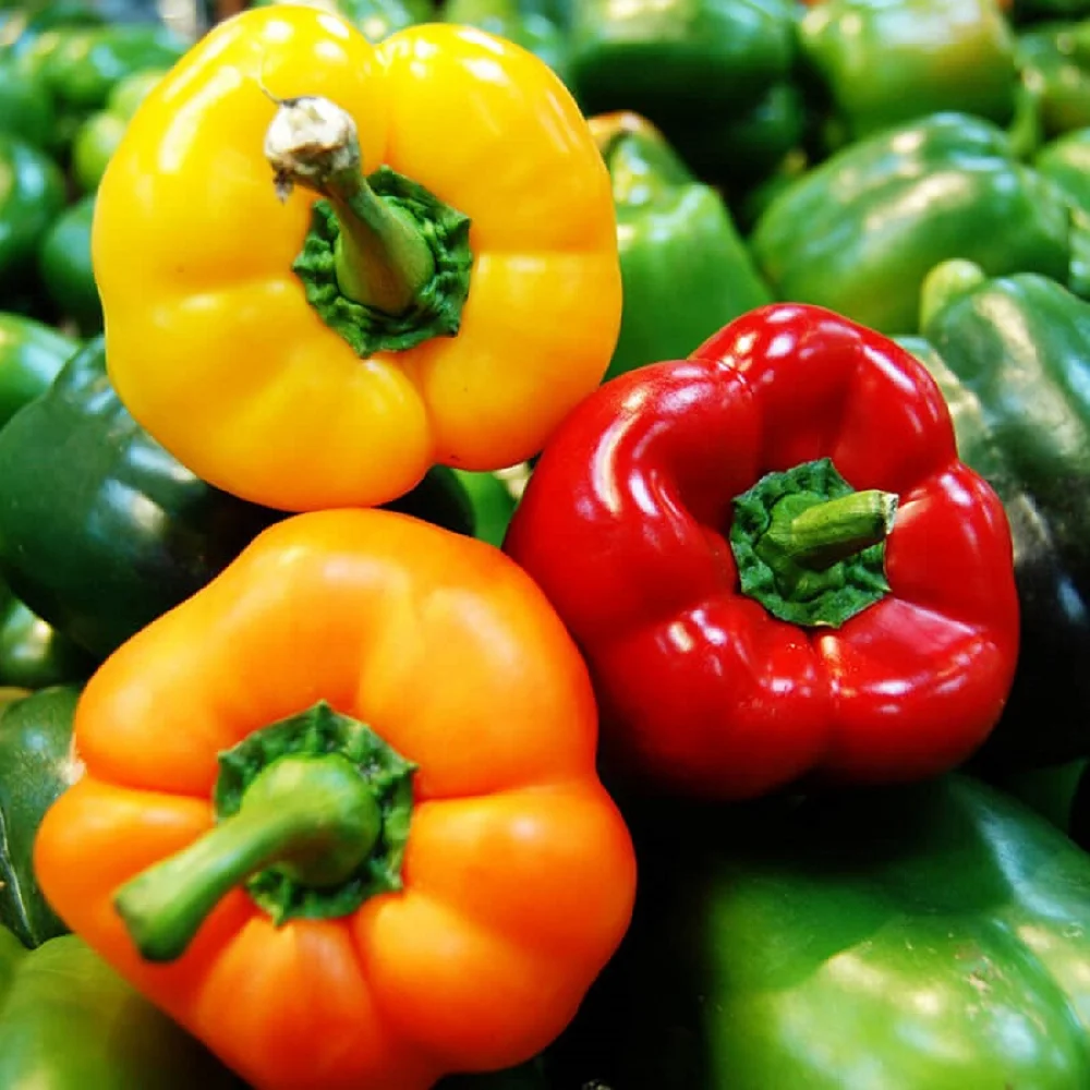 The Best Supplier Green Farmer From Vietnam Fresh Capsicum Bell Pepper Fresh Vegetables Fresh Agriculture High Quality Spicy