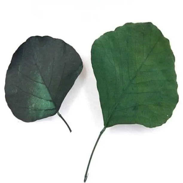 Good Quality Cobra Natural Unique Green Dried Cobra Leaf For Home Wedding Decor Leaves