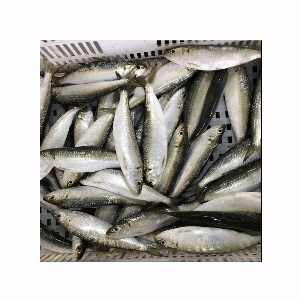 Pilchard Fish Supplier Best Quality Sardines Canned Sardine in Oil