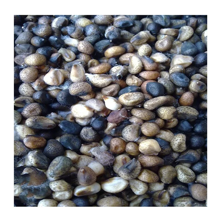 Fast Delivery Cheap Price Bulk Stock Organic Raw Organic Cotton Seeds For Sale In Bulk / Raw Organic Cotton Seeds