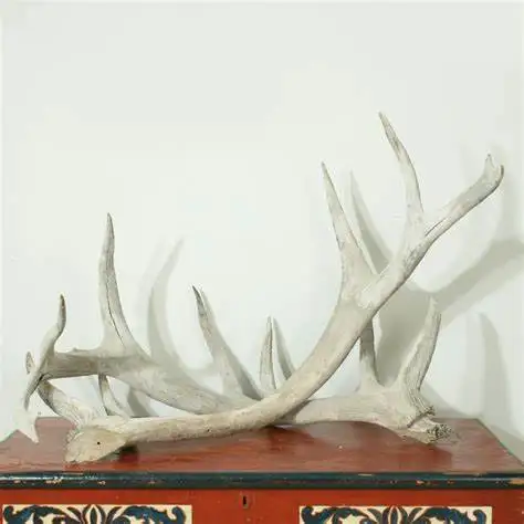 Shop real deer antlers for sale | Wholesale Red Deer Antler Supplier | Wholesale Horn