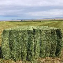 High Quality Alfalfa Hay for Sale for Animals Cattle Sheep and Horses Comes in Bales or Bags Variety in Palm