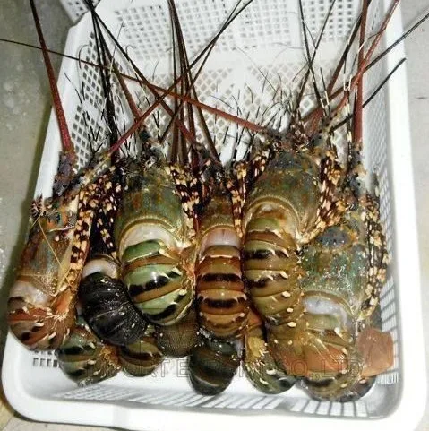 Frozen Fresh Lobster