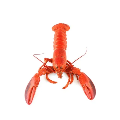 High Quality Frozen Lobster Tails Whole Live Lobster Crawfish in Fresh Condition Box Packaging for Food Use Wholesale Sale