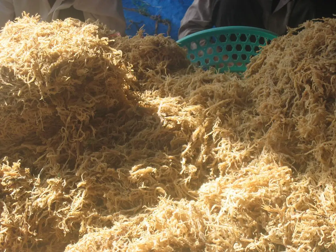 HIGHT QUALITY DRIED EUCHEUMA MADE IN VIETNAM