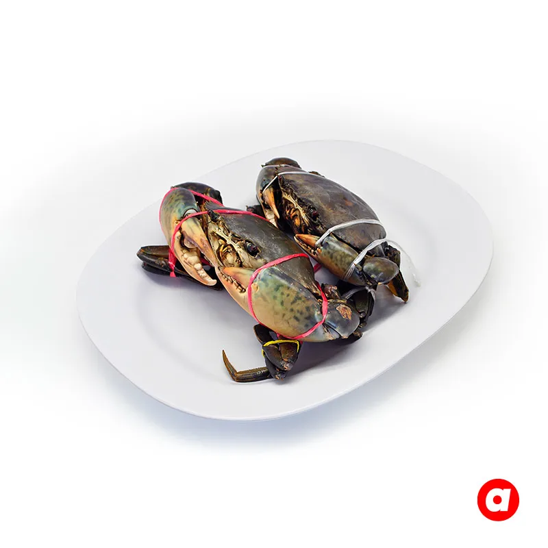 Dark Skin Fresh Mud Crab Large Sizes Premium Grade Good Taste High Protein Alive Fresh Mud Crab From Malaysia