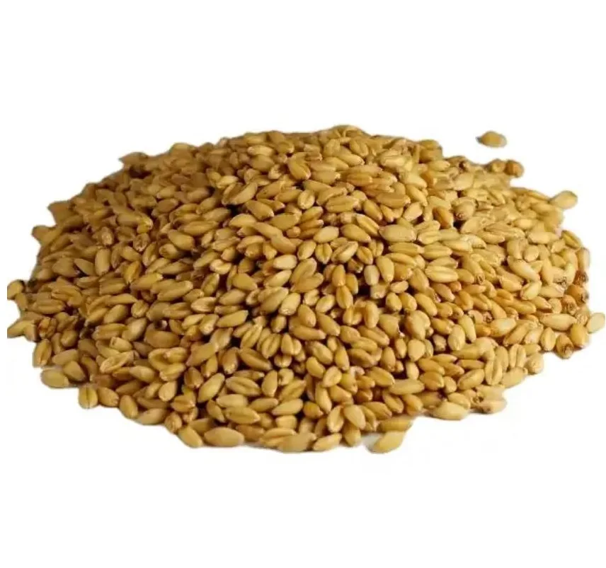 Best Seller Barley Grain / Quality Feed Barley for Sale / Barley for Feed and Human Consumption