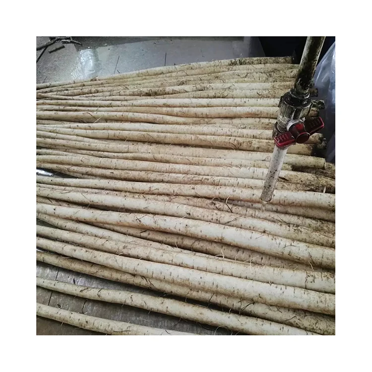 Fresh Burdock,Golden Burdock and fresh Burdock,Fresh Burdock Root