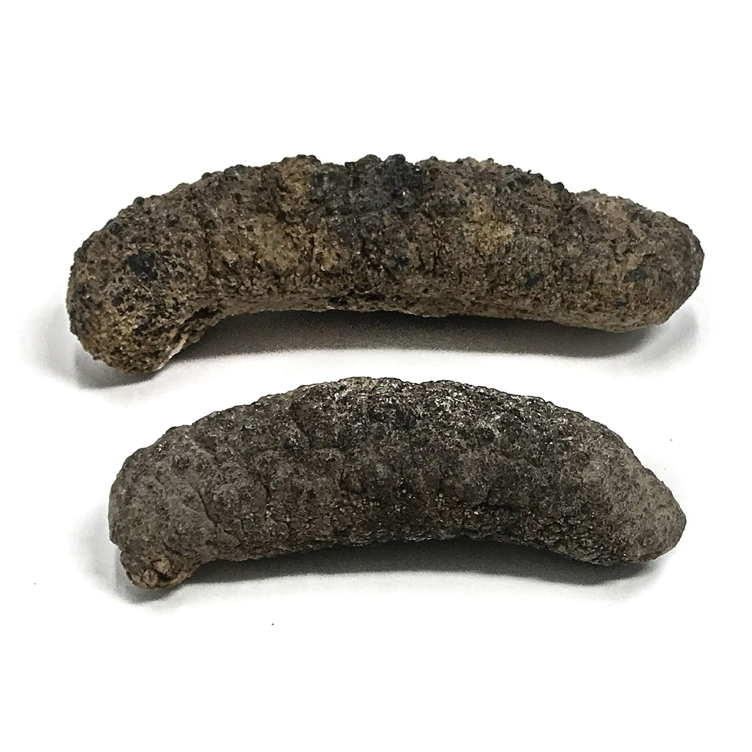 Wholesaler Sea Cucumber Dried and Frozen Sea Cucumber, Natural for sale