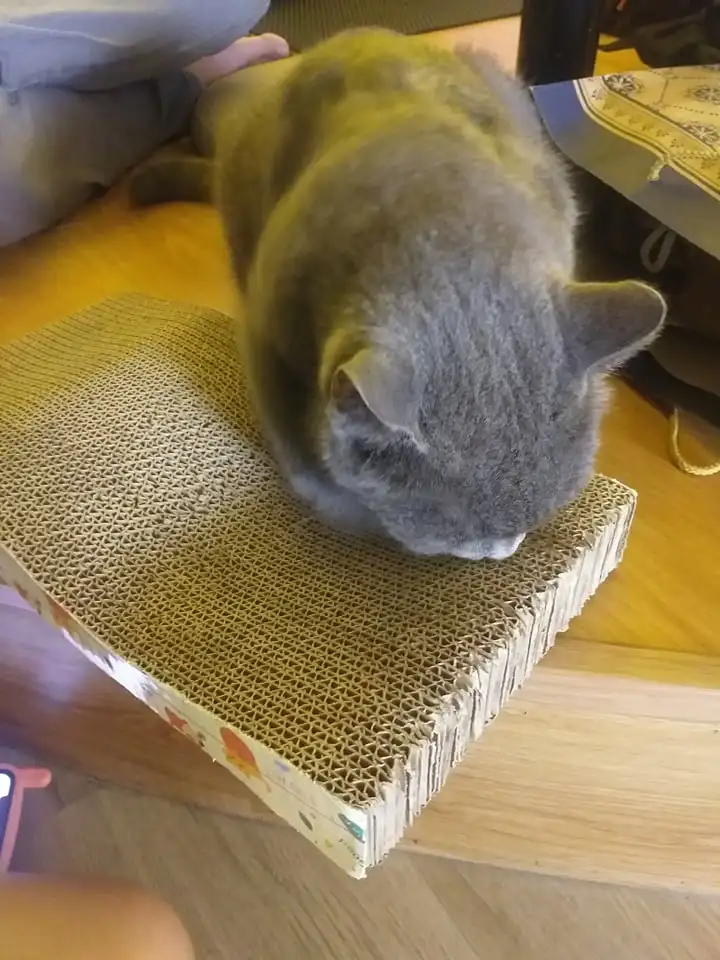 Hot Seller  Export Paper Cat Scratcher Cat Scratching Sleeping Playing Customized Color Multi Size made in Vietnam