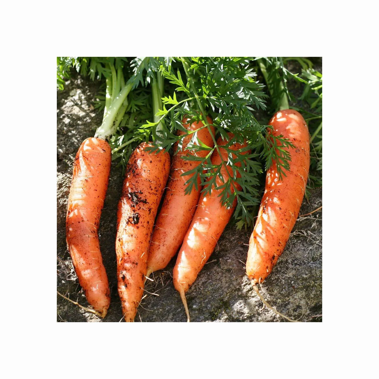 Fresh Carrot / Clean Carrot in Carton / Carrot wholesaler Price