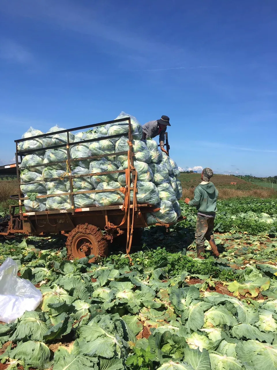 Fresh Round Cabbage Good Quality from VIETNAM Green Crop Style Packing Food Organic GAP Color Pure Feature Weight Natural Origin