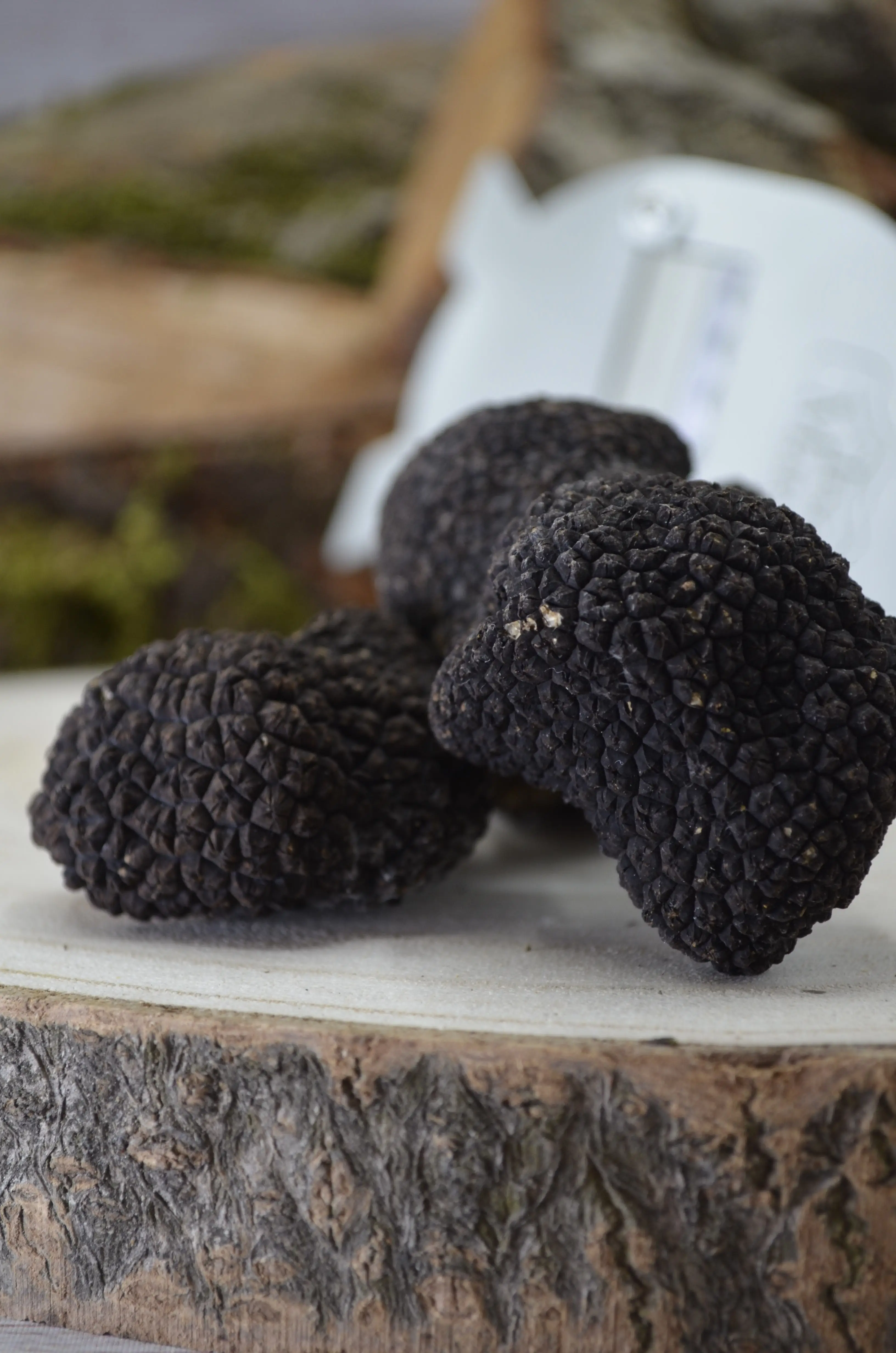 Wholesale Luxury Italian Tasty Refined Whole Summer Truffle 10 13g  Glass Jar perfect for High Quality PreparationT