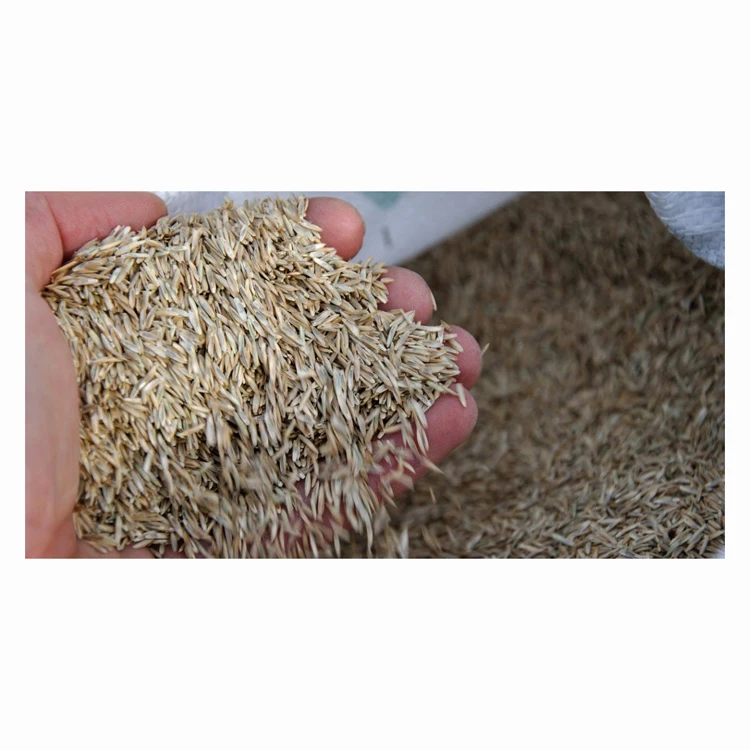 Wholesale Price Forage seeds for sale in bulk