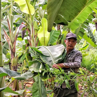 100% ORGANIC Fresh Cavendish Banana // High Quality from Vietnam // Wholesale Fresh Cavendish Banana