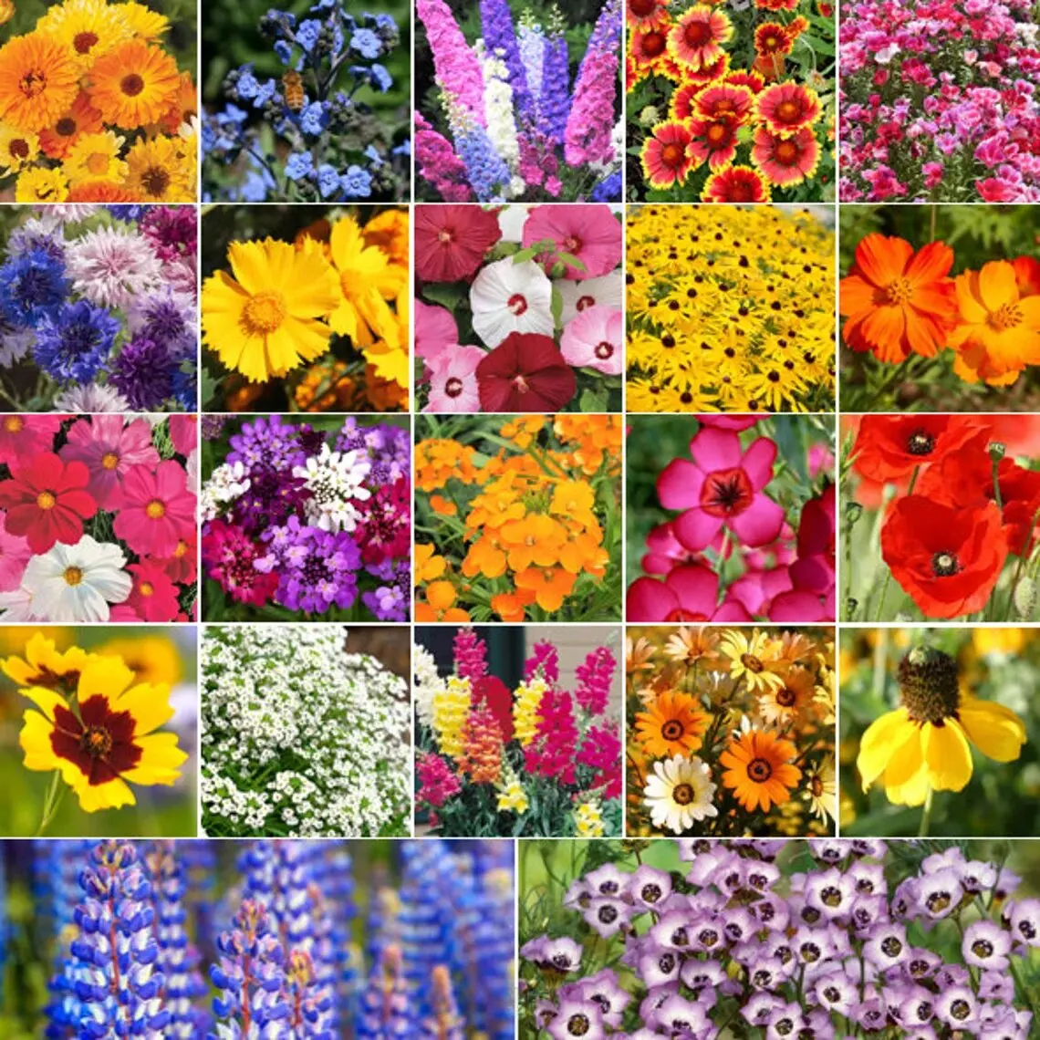 2024 Fast Shipping Bird Butterfly Pollinator Mix Flower Seeds Fragrant Color Annual Perennial Flowers Variety 22 Species Hanging