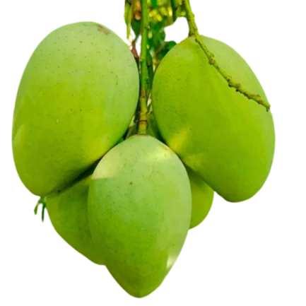 Fresh Cat Chu Mango Vapor Heat Treatment (VHT) Vietnam Green Mango
