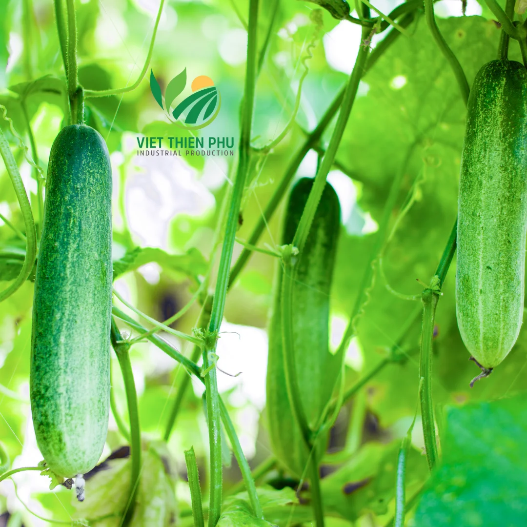 BEST PRICE WITH CUCUMBER WITH 100% NATURAL FROM VIETNAM, AVAILABLE FOR EXPORT