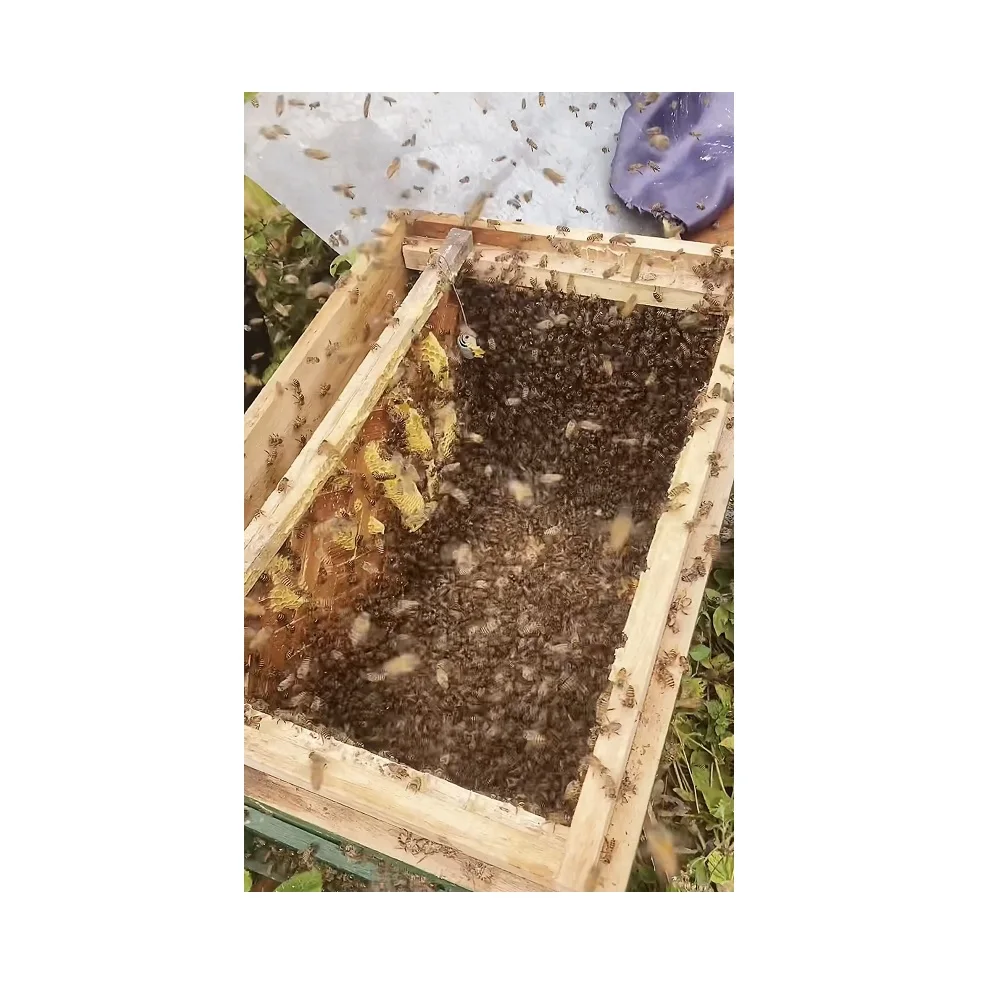 Green Yellow Color Top Selling Hot Quality Best Price Low MOQ Reasonable Price honey raw Mint Honey From Vietnam