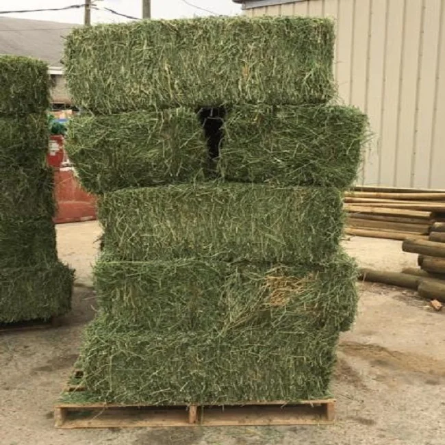 ALFAFA HAY READY FOR SUPPLY/ Alfalfa hay with high protein for animal feeding