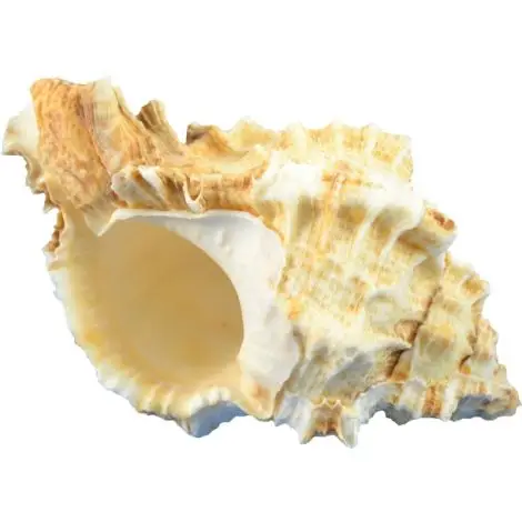 High Quality Whole Seashell Murex Operculum Dried ABalone Oyster Scallop Water Preserved IQF Frozen Box Bag Packaging Wholesale