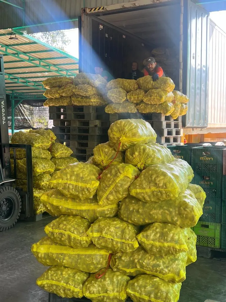High Quality Competitive Price Fresh Elephant Ginger From Vietnam 2023 Fresh Ginger Export