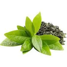 Hot selling Indian green tea extract  loose  sliming tea for weight loss and detox