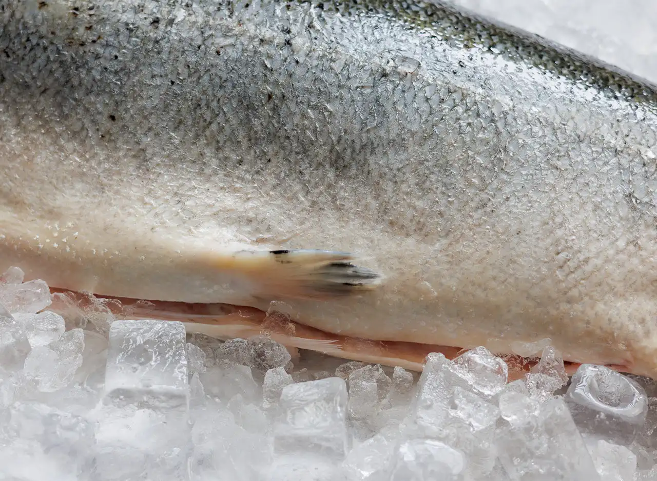 100%  Netherlands Export Quality Fresh Frozen Salmon Fish at Bulk Price