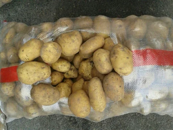 Fresh Potatoes from Bangladesh High Quality 100 Custom Style Weight Origin Type Shape Size Product Place Model OVAL