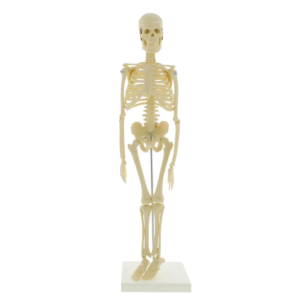 High quality A One Science manufacturer 42 CM SKELETON educational lab Science Tools Steel Training College