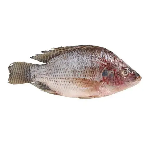 Hot Sale Tilapia Fish / Whole Round Live Black Fresh Tilapia Fish Wholesale in Bulk