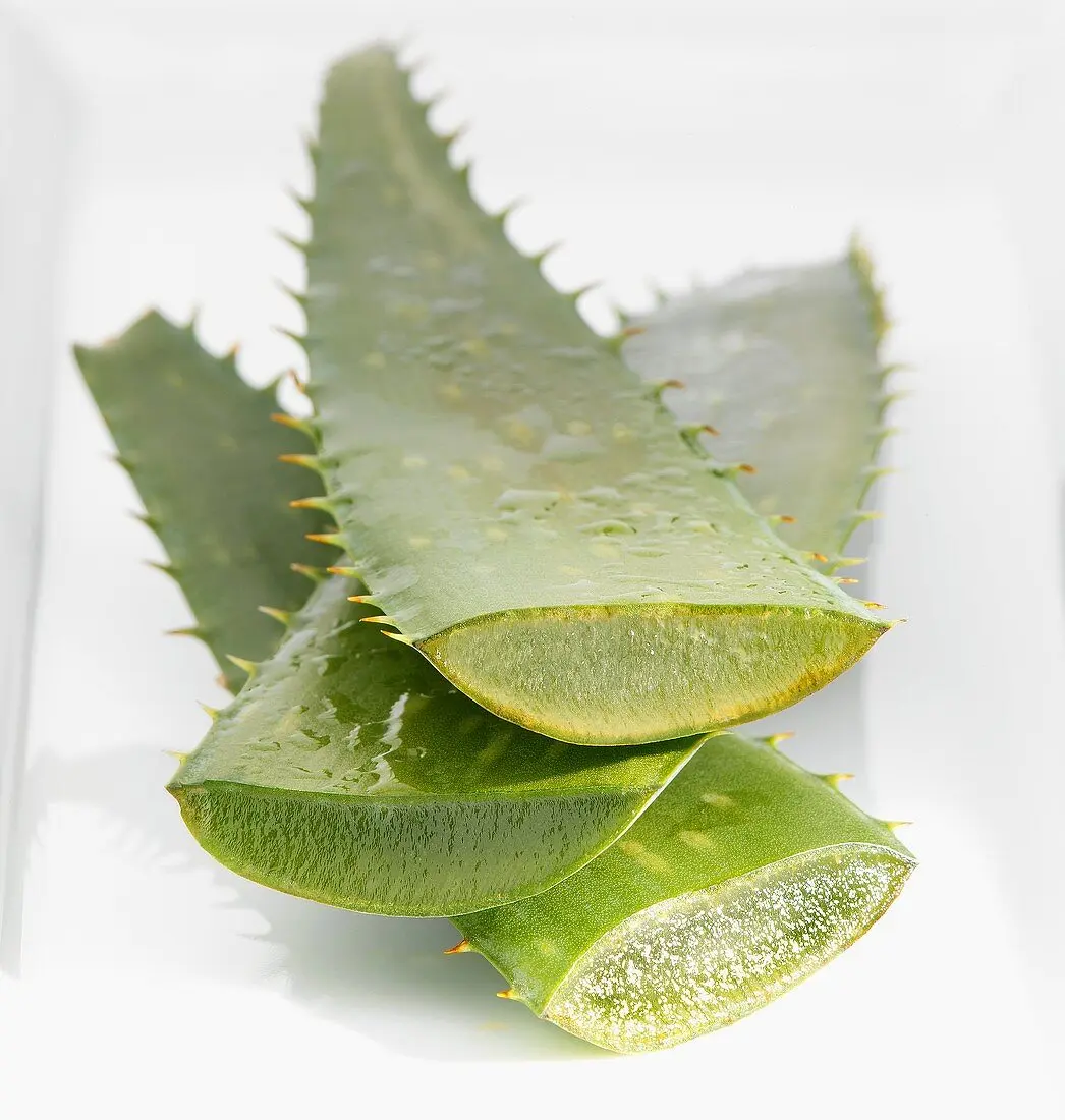 100% свежий Лист алоэ вера из Вьетнама высокое качество и хорошая цена