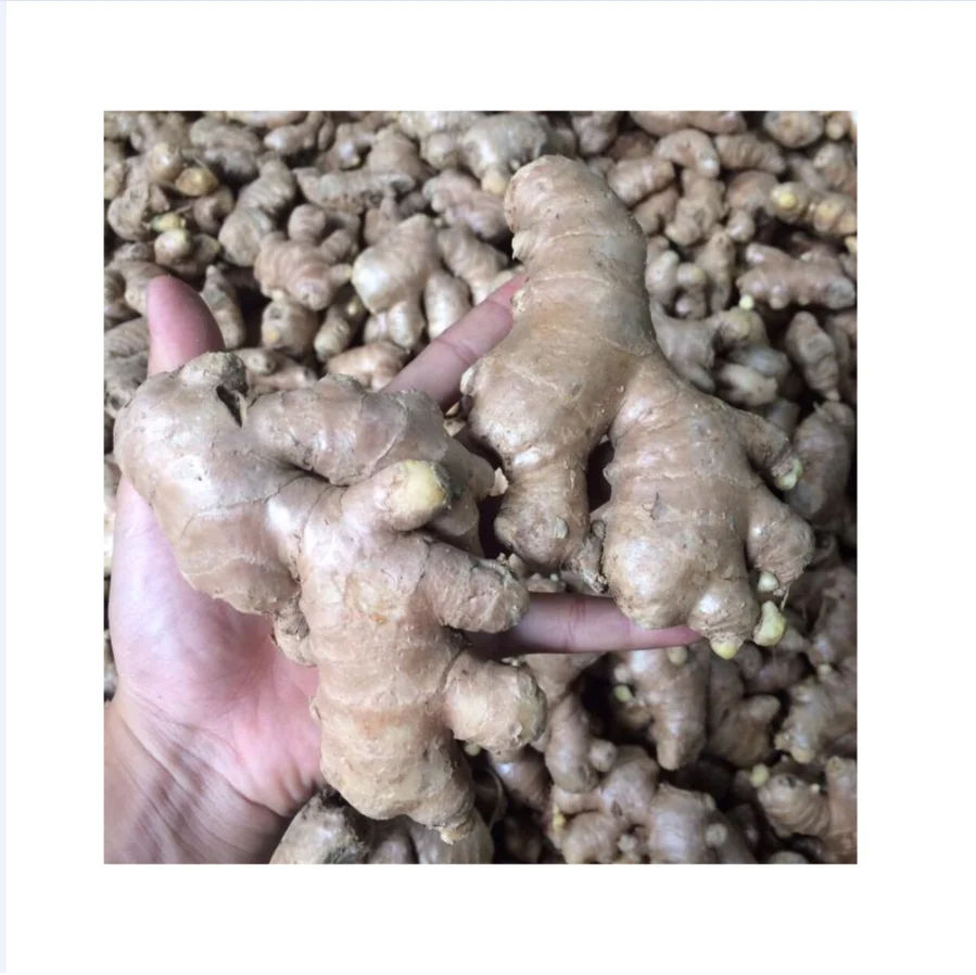 Best selling Ginger fresh ginger export new crop in carton wholesale with low price