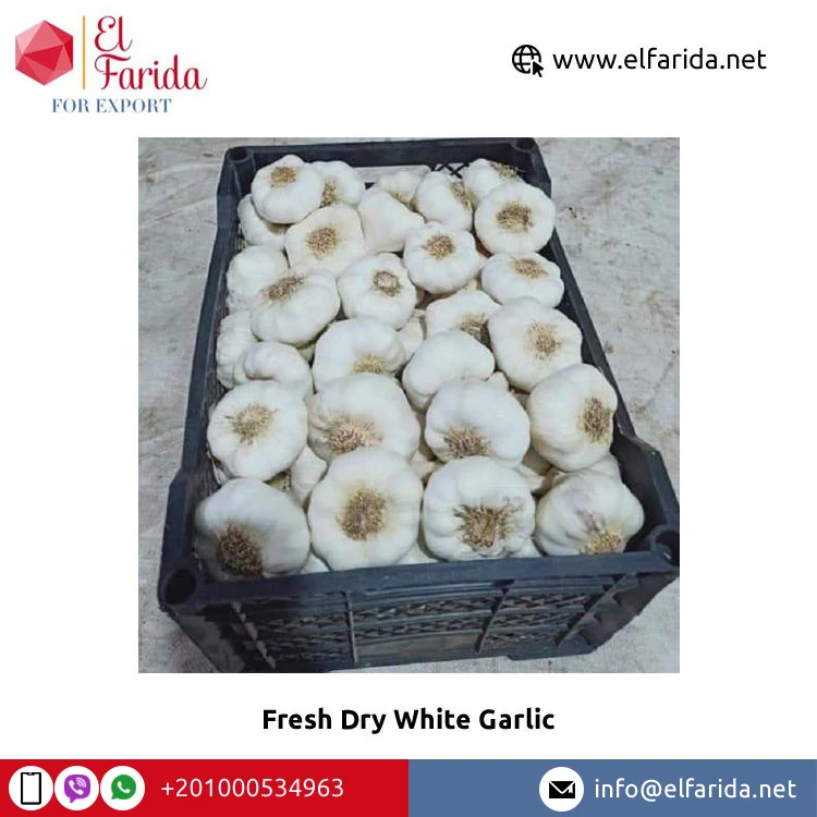 Ведущий поставщик и экспортер египетского чеснока-натуральные овощи свежий сухой белый чеснок по оптовой цене