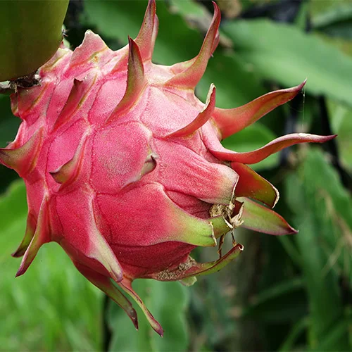 Red And White Dragon Fruit Vietnam Fruits High Quality Red Or White Color 100% Natural Sweet Wholesale Price