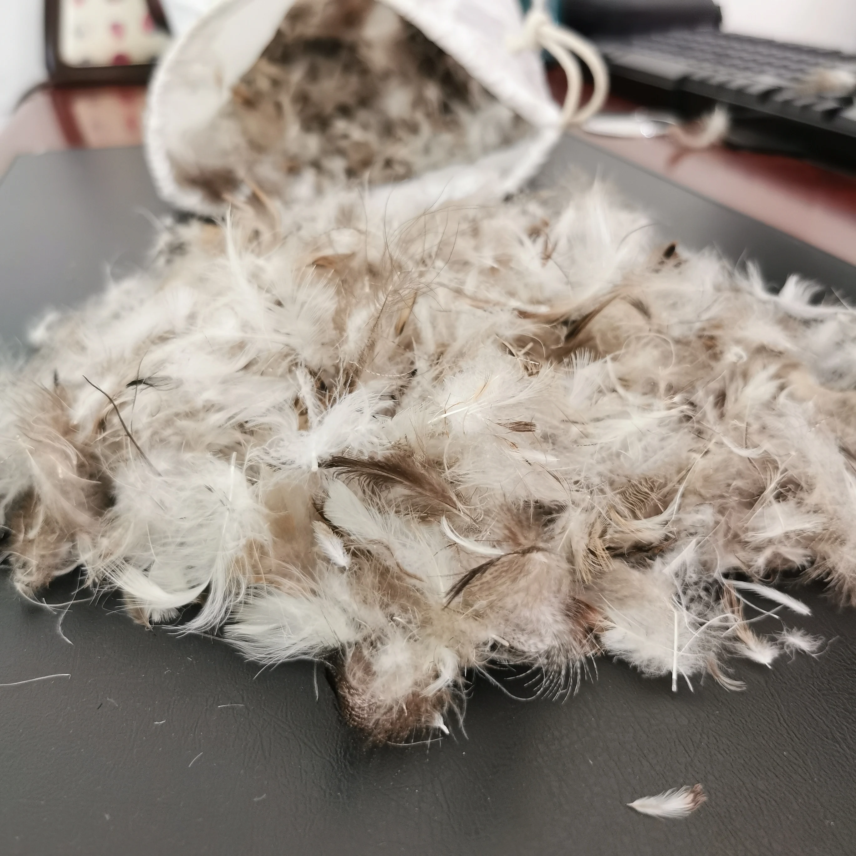 Hot Sale European Standard  Washed Pllume Fluffy 2~4cm Grey Duck Feather