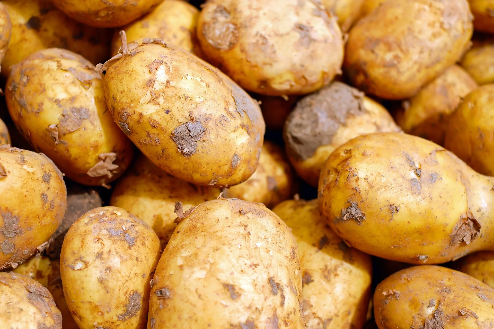OEM High Quality Export Oriented Fresh Potatoes Fresh Poato Fresh Potaoto Year fresh potato export