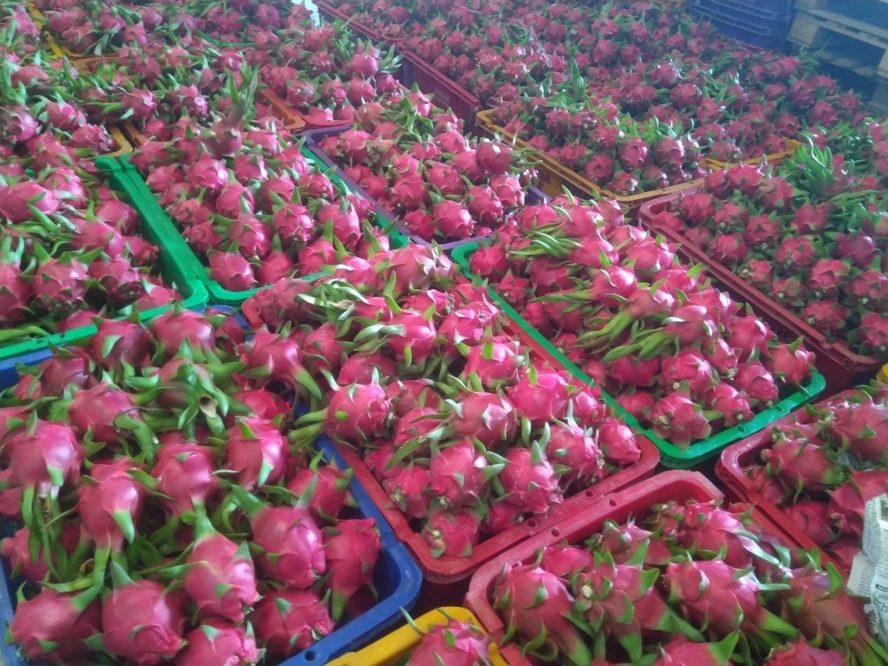 Best Price High Quality OEM Vacuum Pack Frozen Dragon Fruit Common Cultivation Type IQF Red Dragon Fruit From Fresh Dragon Fruit