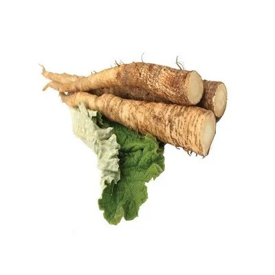 Top Quality Pure Fresh Vegetables Burdock For Sale At Cheapest Wholesale Price