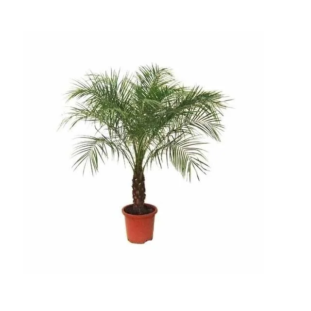 Advance Variety Seedling High Temperatures And Drought Elongated In Shape 30to90 cm Long Palm Phoenix Tissue Culture Date