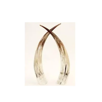 Natural pairs horn customized size cheap price and black and knob and look design piece and natural craft